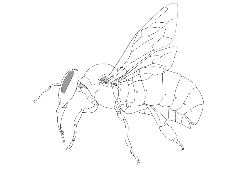 Zeichnung einer Honigbiene